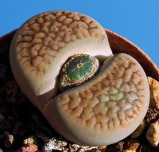 15 Graines de Lithops Hookeri - Plante grasse - seeds - cactus