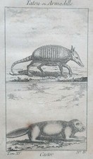 TATOU ARMADILLE Castor GRAVURE XVIII°