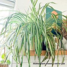 FULLY ROOTED Live Spider Plant