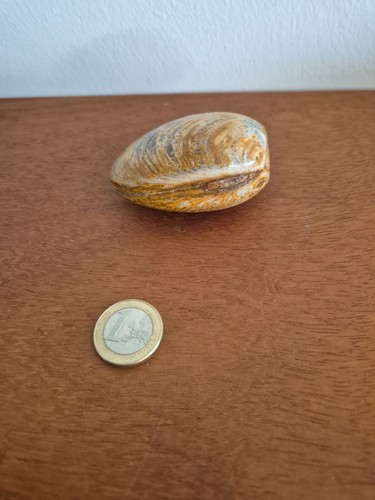 Coquillage fossile tahiti - coquillage,