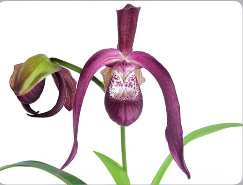Phragmipedium ecuagenera gigi - phragmipedium,