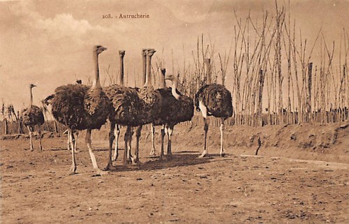 Tunisie autruches ed - tunisie,