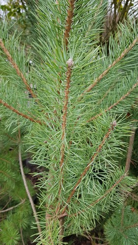 Pinus pinaster pin - pinaster,