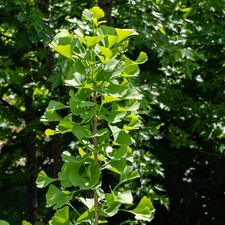 Ginkgo biloba 'Menhir' mâle