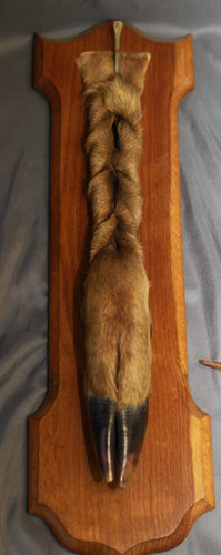 Taxidermie trophée chasse - trophée,