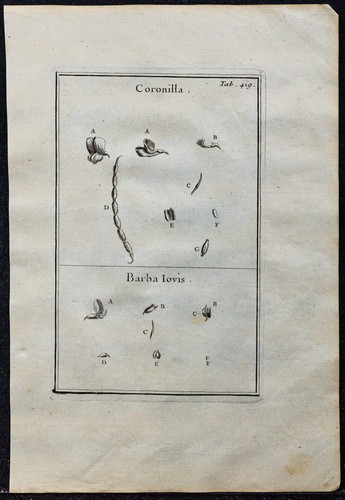 1719 coronille - 1719,