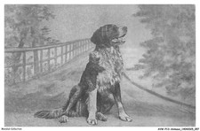 AVWP13-0743-ANIMAUX - Chien - Lagotto romagnolo