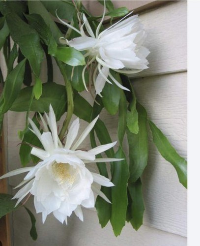 Epiphyllum oxypetalum