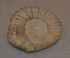 Rare Ancient Ammonite Genuine