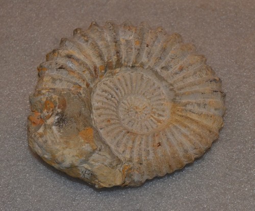 Rare ancient ammonite genuine - ancient,