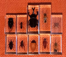 lot  de 10 insectes sous