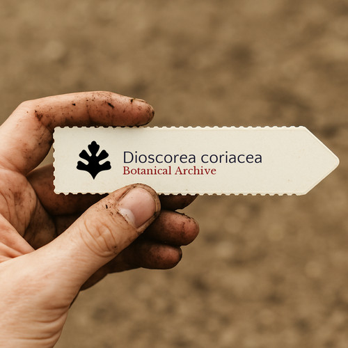 Dioscorea coriacea seeds - dioscorea,