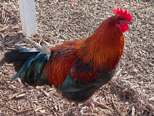Fertile french black copper - fertile,