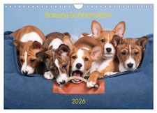 Beautés basenji (Calendrier mural 2026 DIN A4 horizontal), CALVENDO calendrier m