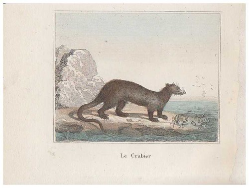 Krabbenwaschbär procyon - krabbenwaschbär,