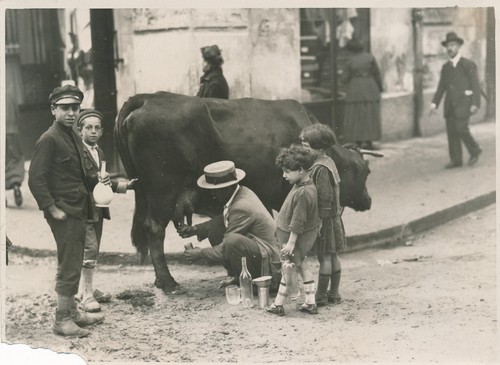Laitier naples vache traite - laitier,