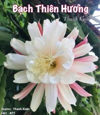 [NOUVEAU] Epiphyllum BẠCH