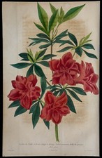 1843 - Azalée Rhododendron - Gravure ancienne - Botanique - Fleurs en couleurs