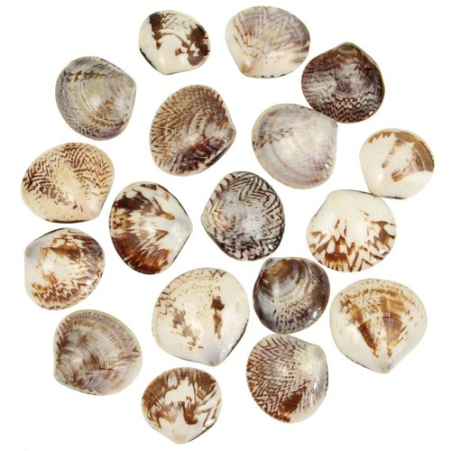 Coquillages circe scripta