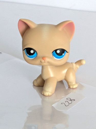 Petshop chat européen 228 - chat,