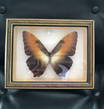 ❤️ Collection entomologie Lépidoptères Papillons morpho ecuba brésil Butterfly