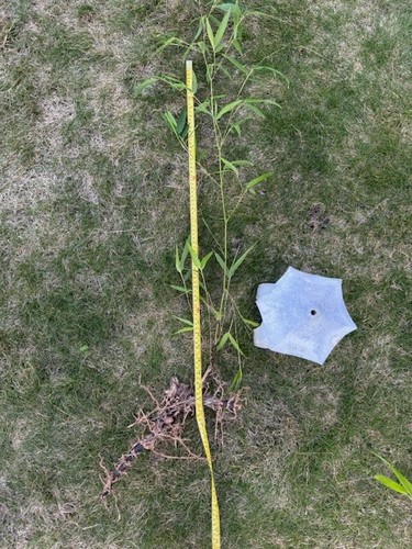 Bamboo root with leaf about - , 36