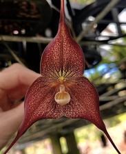 Dracula Orchid - Hirtzii