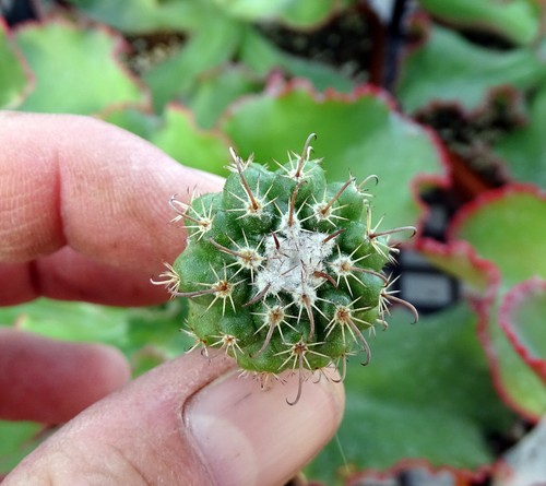 Parodia schwebsiana cactus - ,