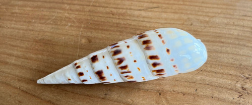 Coquillage n24 conus - n24,