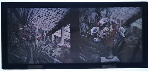 Autochrome fleurs deux vues - autochrome,