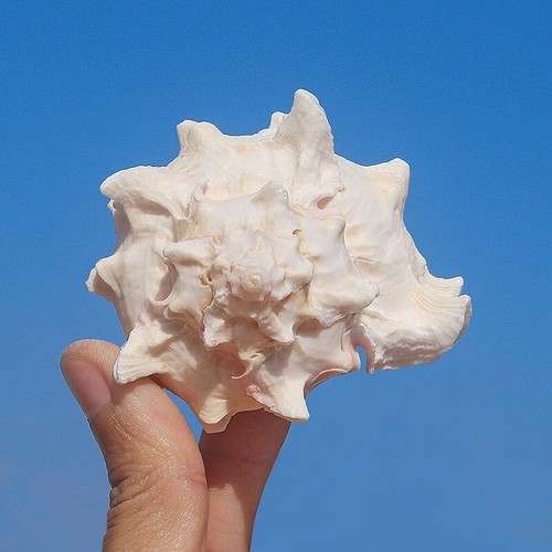 Coquillages mignon roses - coquillages,