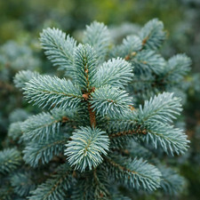 Picea pungens cv HOOPSII -