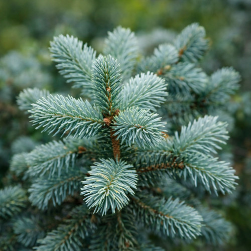 Picea pungens hoopsii - pungens, cv