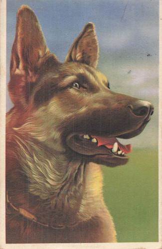 Illustree portrait chien - illustree,