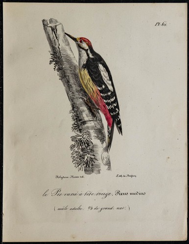 1830 pic mar varié - 1830,