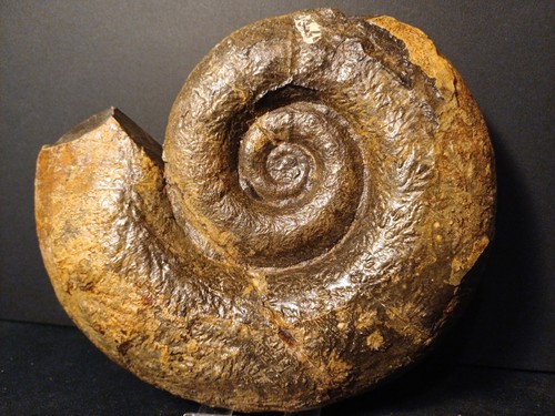 Belle ammonite lytoceras - belle,