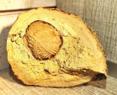 Rareté oursin calcifié - rareté,,