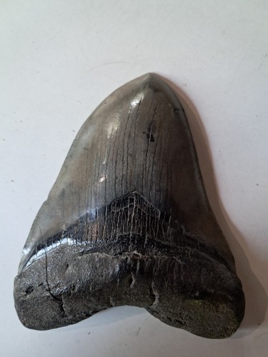 Grande dent megalodon - dent, de