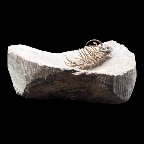 Fossile trilobite - fossile,