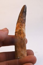 Dent de Spinosaure 118mm  dinosaure du Maroc Fossile Spinosaurus