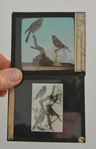 Anciennes plaque verre de - 2,