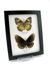 2 vrais beaux papillons d'élevage soignés dans la vitrine - murale - A-02-h-19