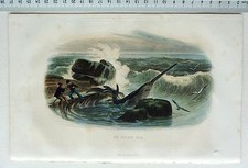 GRAVURE FURNE REQUIN  LE