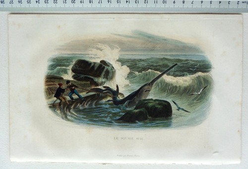 Gravure furne requin le - requin,