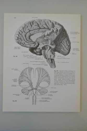 Planche anatomie humaine - planche, d'anatomie