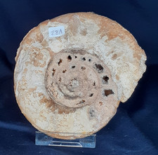 Ammonite 12cm  N° 281