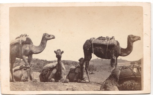 Groupe chameau meari - groupe, caravane