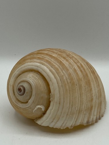 Coquillage tonna galéa 11 - "tonna,