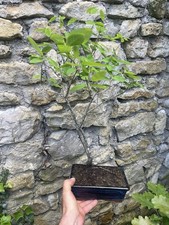 Bonsai cerisier sauvage - bonsai,