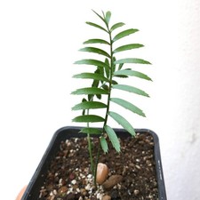 Encephalartos caffer 2 LEAVES SEEDLING - Cycade du Cap-Oriental | Cycad Kaffir